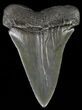 Large, Fossil Mako Shark Tooth - South Carolina #70512-1